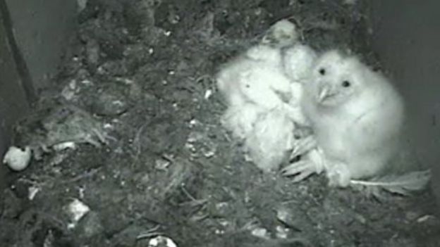 Somerset Barn Owl Webcam Spots Female In Nesting Box Bbc News