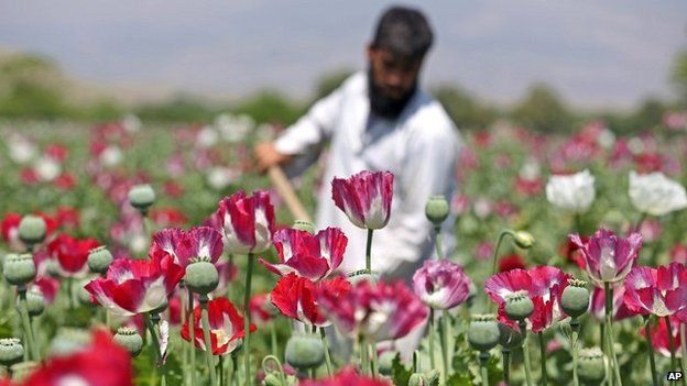 An Afghan farmer works on a poppy field in Jalalabad, Afghanistan - 17 April 2014