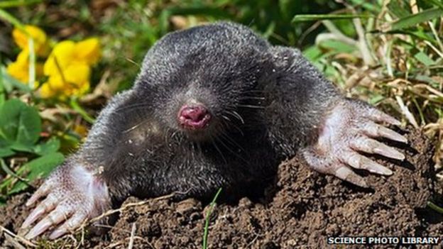 St Benet's Abbey in Norfolk gets mole help for project - BBC News