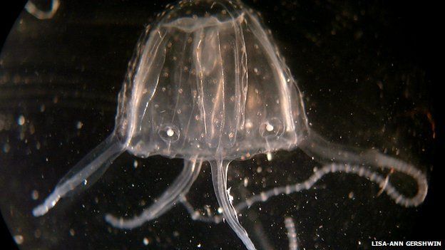 Irukandji box jellyfish