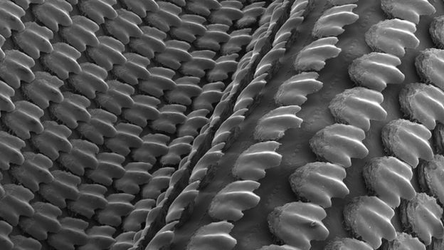 A scanning electron micrograph (SEM) of the 3D-printed shark skin