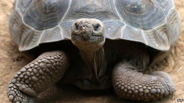 A Galapagos giant tortoise is pictured on May 13, 2014.