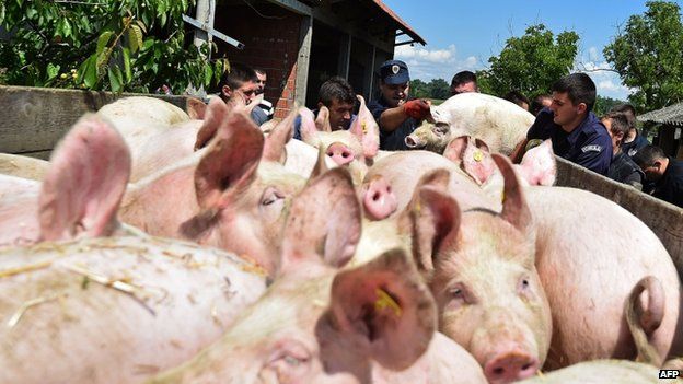 Police officers help villagers evacuate pigs from a farm in Sremska Raca, Serbia, on 18 May 2014.