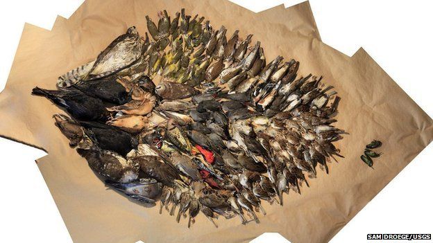 Birds collected after window strikes in Washington DC during 2013