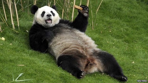 China Sends Pandas To Malaysia Bbc News