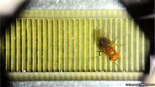 Fruit fly in experimental chamber