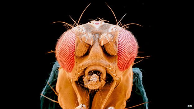 Fruit fly, Drosophila