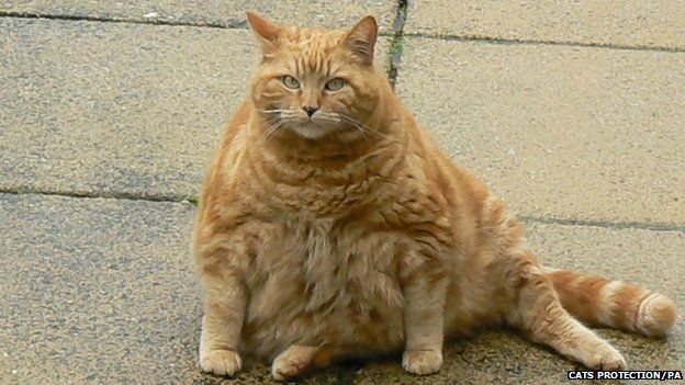 Chunky the fat Cornish cat in search for new home - BBC News