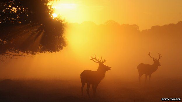 Stags in Richmond Park, London