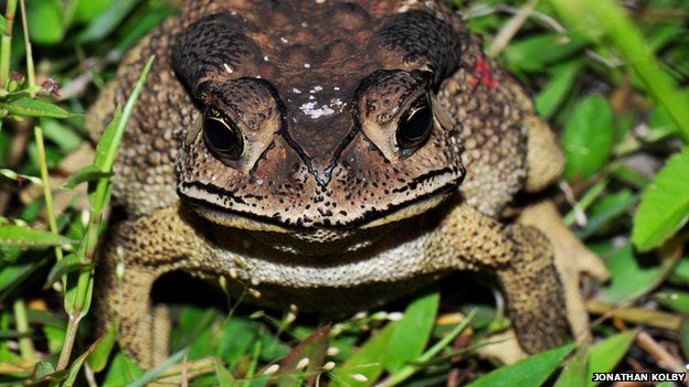 Asian common toad
