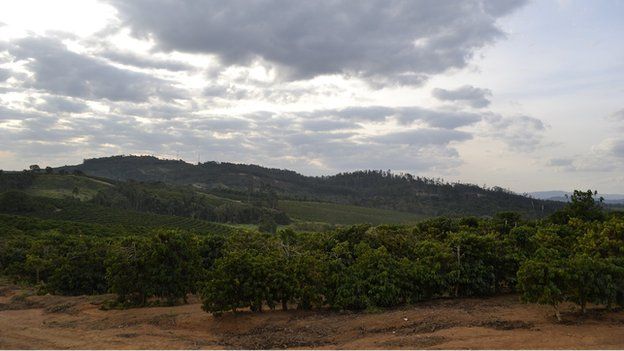 Drought Hits Brazil's Coffee Industry - BBC News