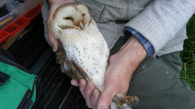 Owl being tagged at Lark Rise Farm