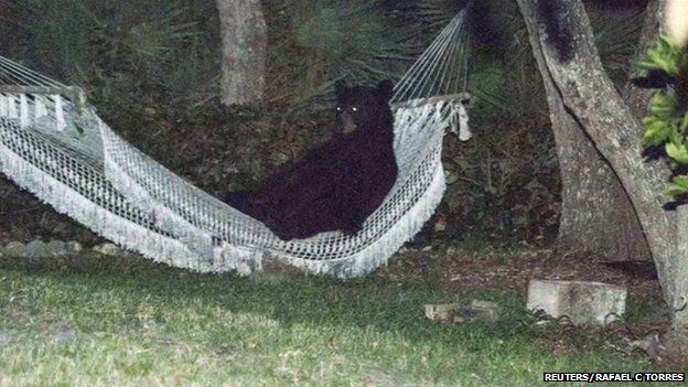 The black bear was photographed "chilling" in a hammock in a garden in Florida