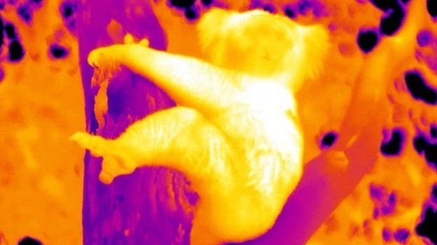 Thermal image of koala hugging tree (C) S Griffiths