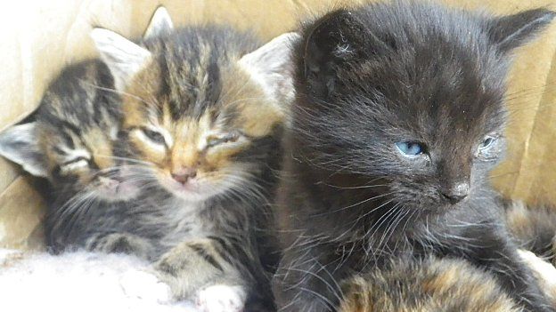 Kittens abandoned in Norfolk