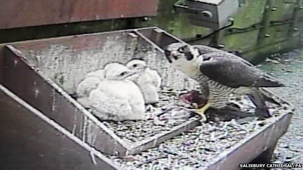 Salisbury Cathedral's peregrine falcon chicks are ringed - BBC News