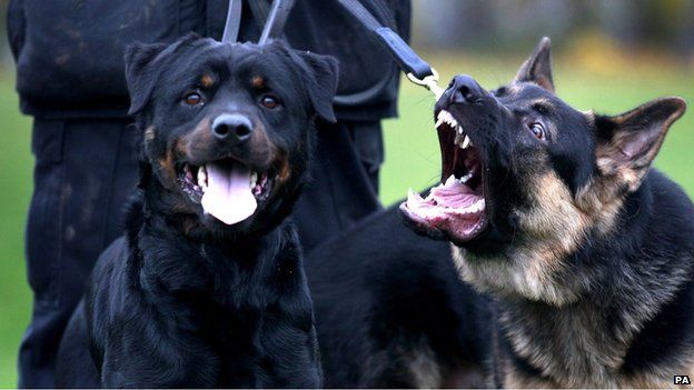 Fall In Police Dog And Horse Numbers - BBC News