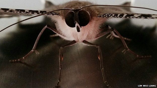 A Lyssa zampa moth rests on a table in Singapore