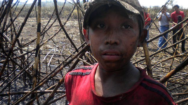 child sugar worker in Guatemala