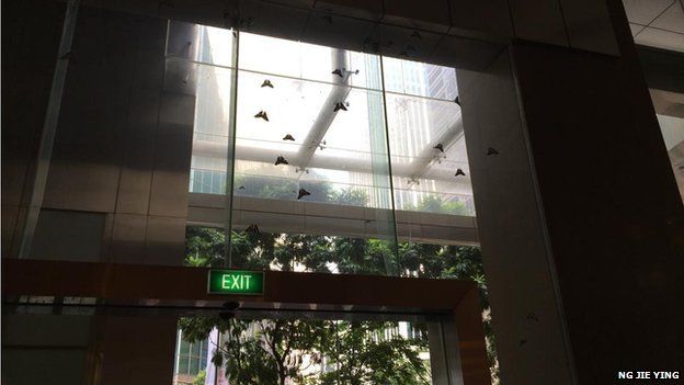 Moths gather at an office building in Malaysia