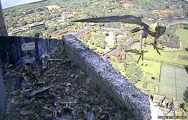 Norwich Cathedral's Fourth Peregrine Chick Fledges - BBC News