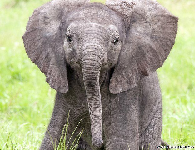 Safari park names baby elephant after Stephen Sutton - BBC News