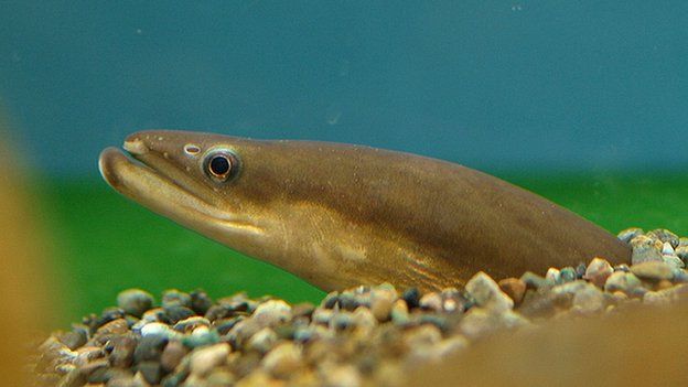 Undated handout photo issued by International Union for Conservation of Nature of a Japanese Eel, a traditional delicacy and the country's most expensive food fish, is now endangered according to the latest global assessment of at-risk species