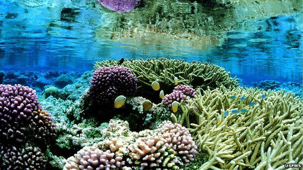 Obama creates vast Pacific Ocean marine reserve - BBC News