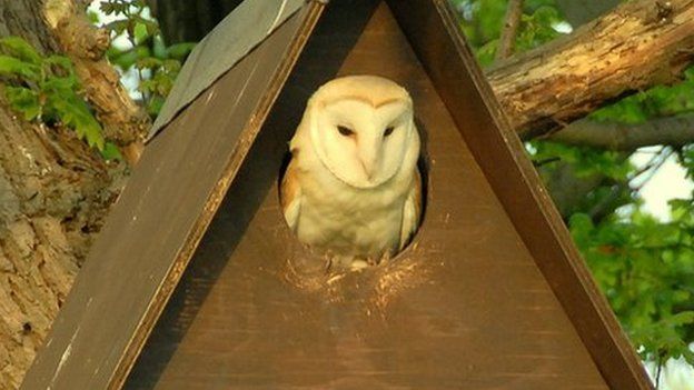 Barn owl in box
