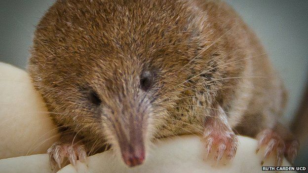 Greater white-toothed shrew spreads across Ireland - BBC News