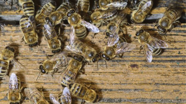 Saving America’s honeybees - BBC News