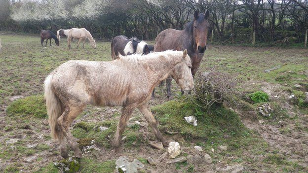 Horses in Carmarthenshire rescued by the RSPCA