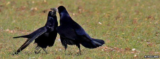 Bird brains: Public asked to look out for clever rooks - BBC News