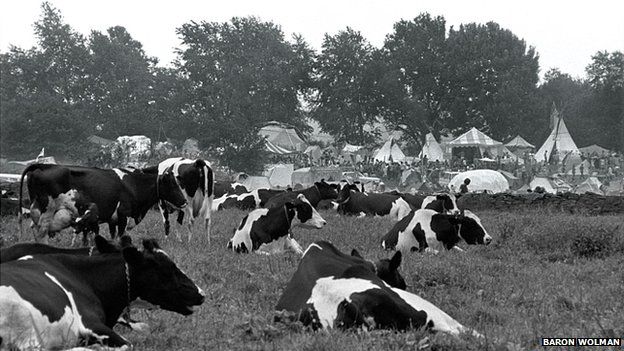 Woodstock cows