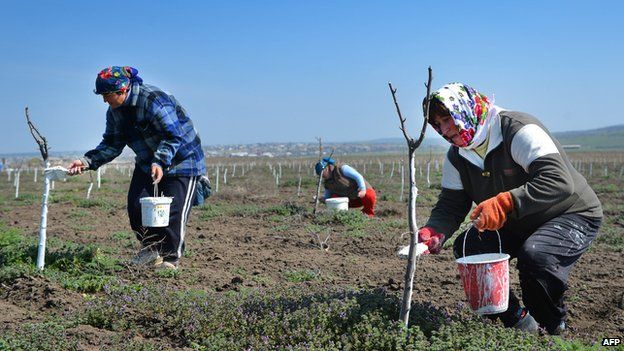 Moldovan women planting trees in Comrat, Gagauzia