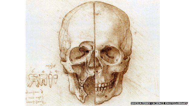 Skull anatomy drawing by Leonardo da Vinci