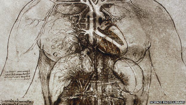 leonardo da vinci anatomy drawings brain