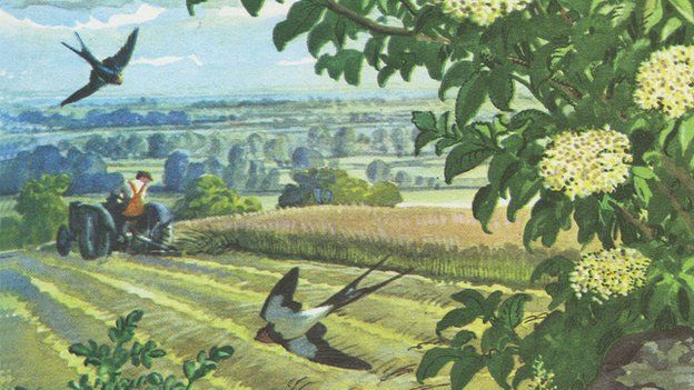 Detail of Charles Tunnicliffe illustration of What To Look For in Summer