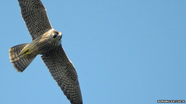 Jersey falcon chicks ringed - BBC News