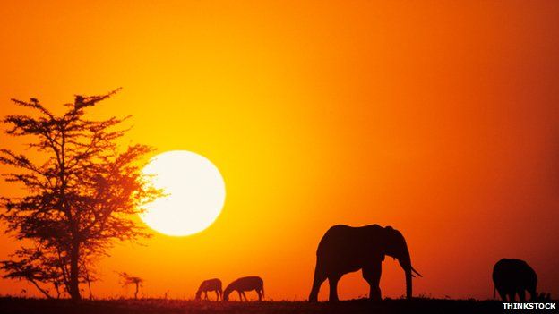 Elephants silhouetted in Kenya