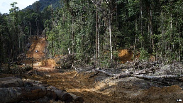 This photo taken on 13 November 2013 shows a timber company's vehicle driving down a dirt road in the forests of in Berau, East Kalimantan.