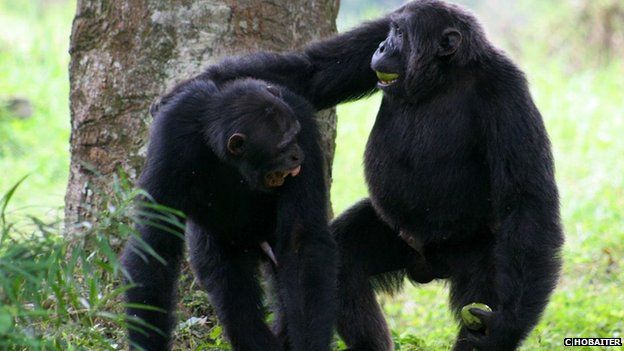 Chimps playing (c) Cat Hobaiter