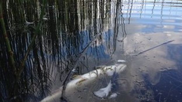 Brantry Lough: 'human Error' Possible Cause Of Fish Kill - Bbc News