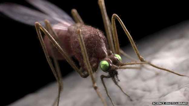 Illustration of mosquito biting skin