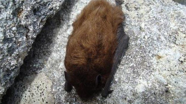 Bat on St Kilda