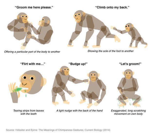 Chimpanzee language: Communication gestures translated - BBC News