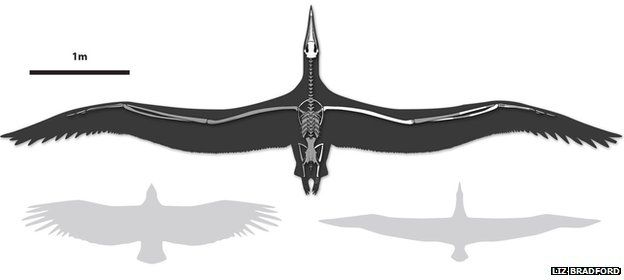 Reconstruction of Pelagornis sandersi with a California Condor (lower left) and Royal Albatross (lower right) for scale