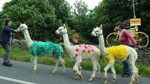 Alpaccas painted in the Tour de France leading jersey colours