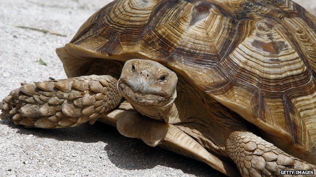 Uganda: Police officer shoots 'aggressive' tortoise - BBC News