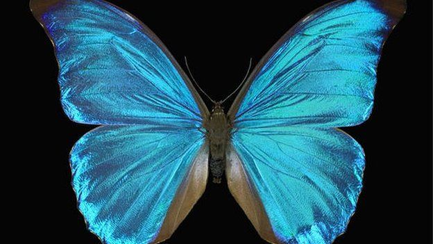 Blue morpho butterfly